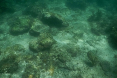 Snorkelling　Malapasucua　マラパスクア　シュノーケル