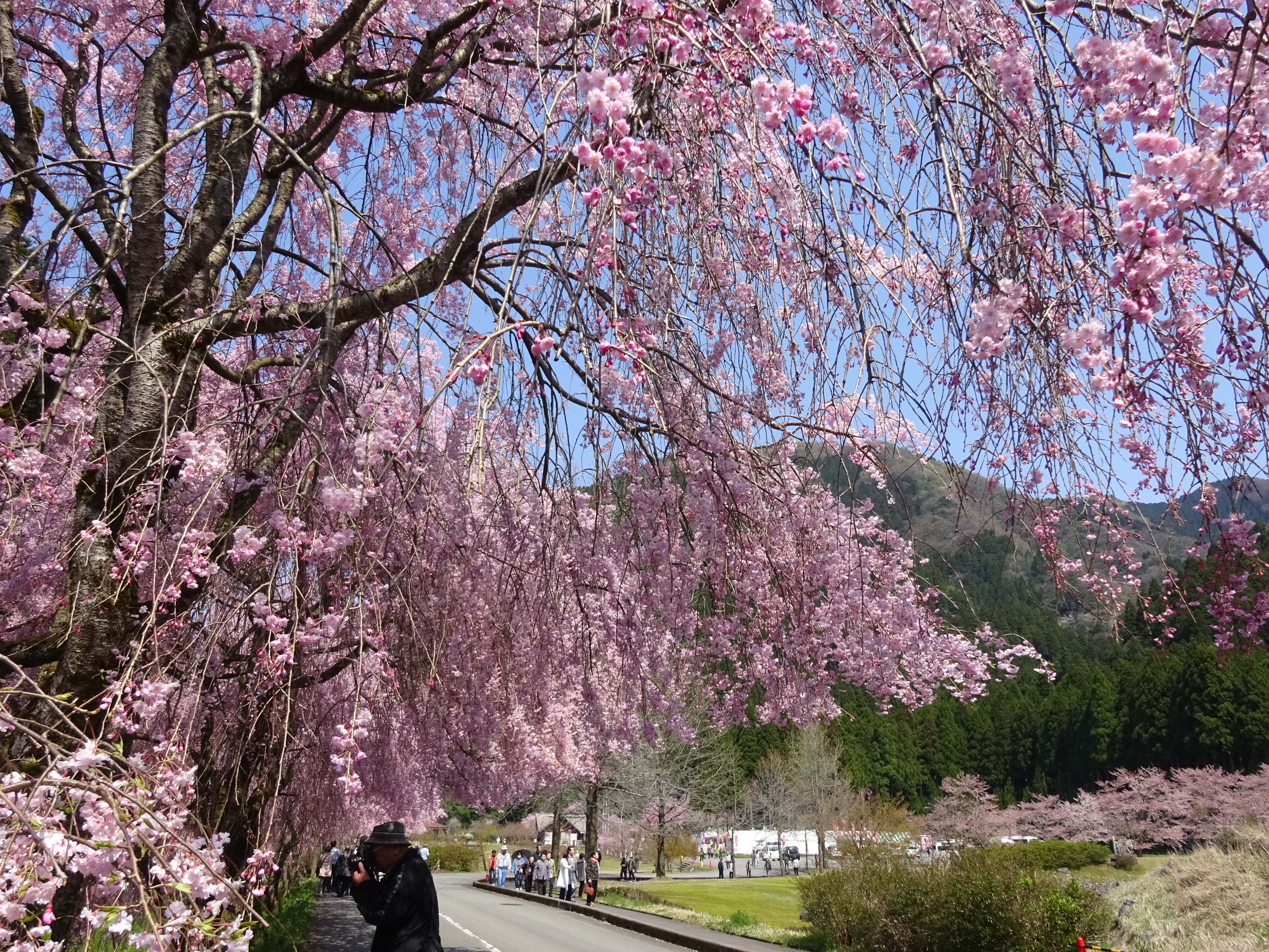 Weeping Cherry blossom that attract 70,000people ...