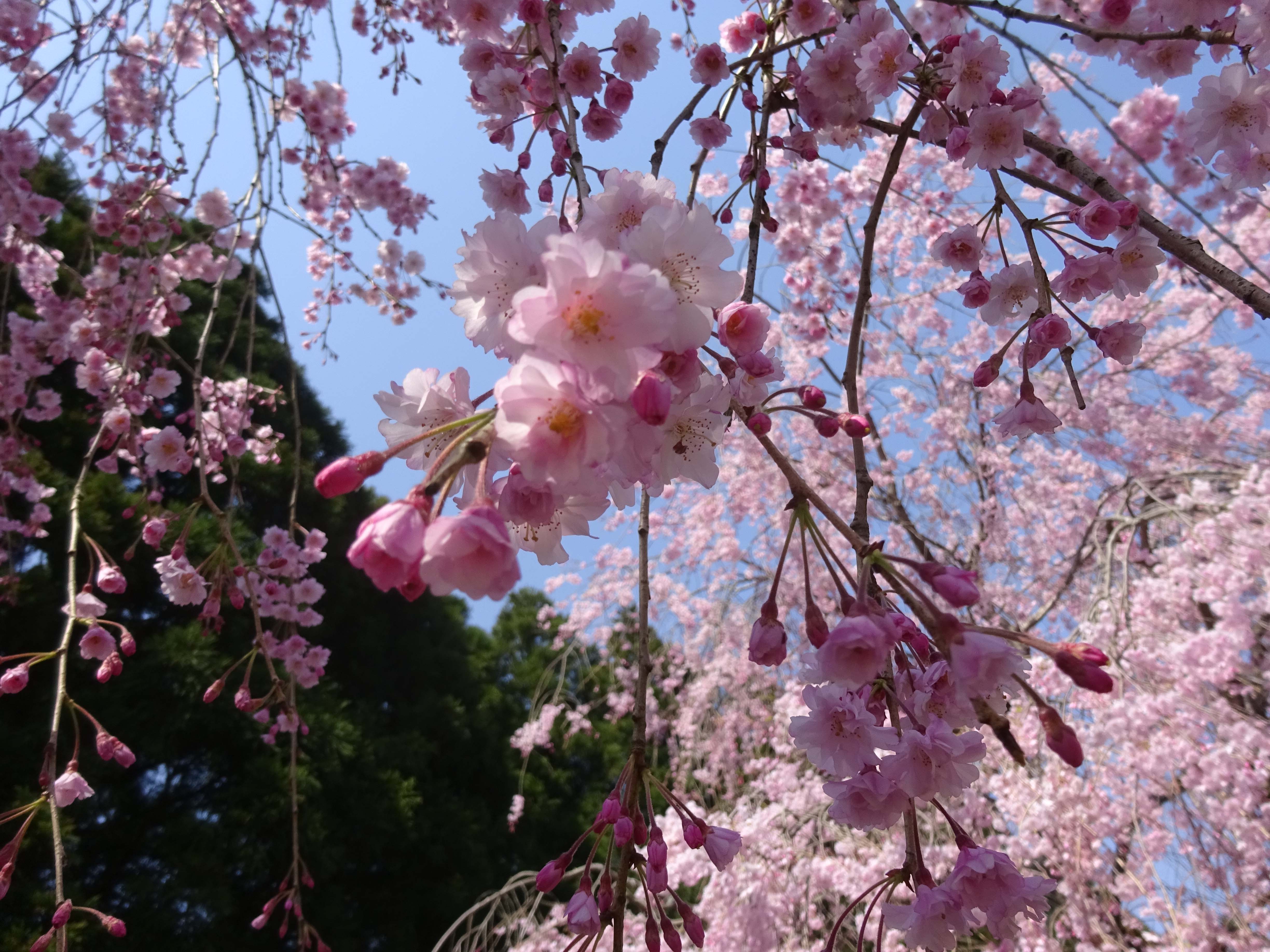Cherry Blossom Tree Pics Japan Cherry Blossom Festival 2018 Where