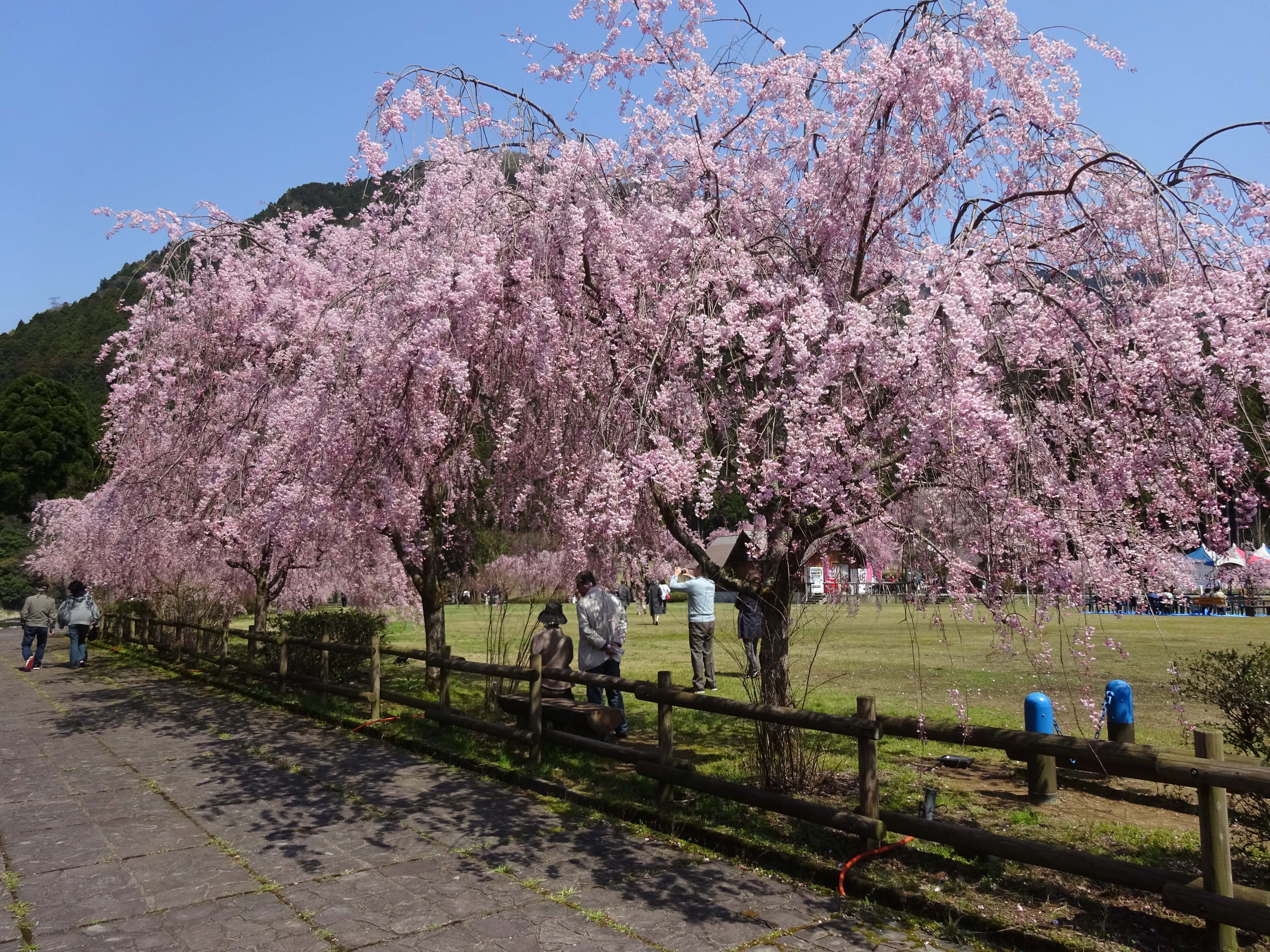 Weeping Cherry Blossom That Attract 70 000people Fukuitravel 