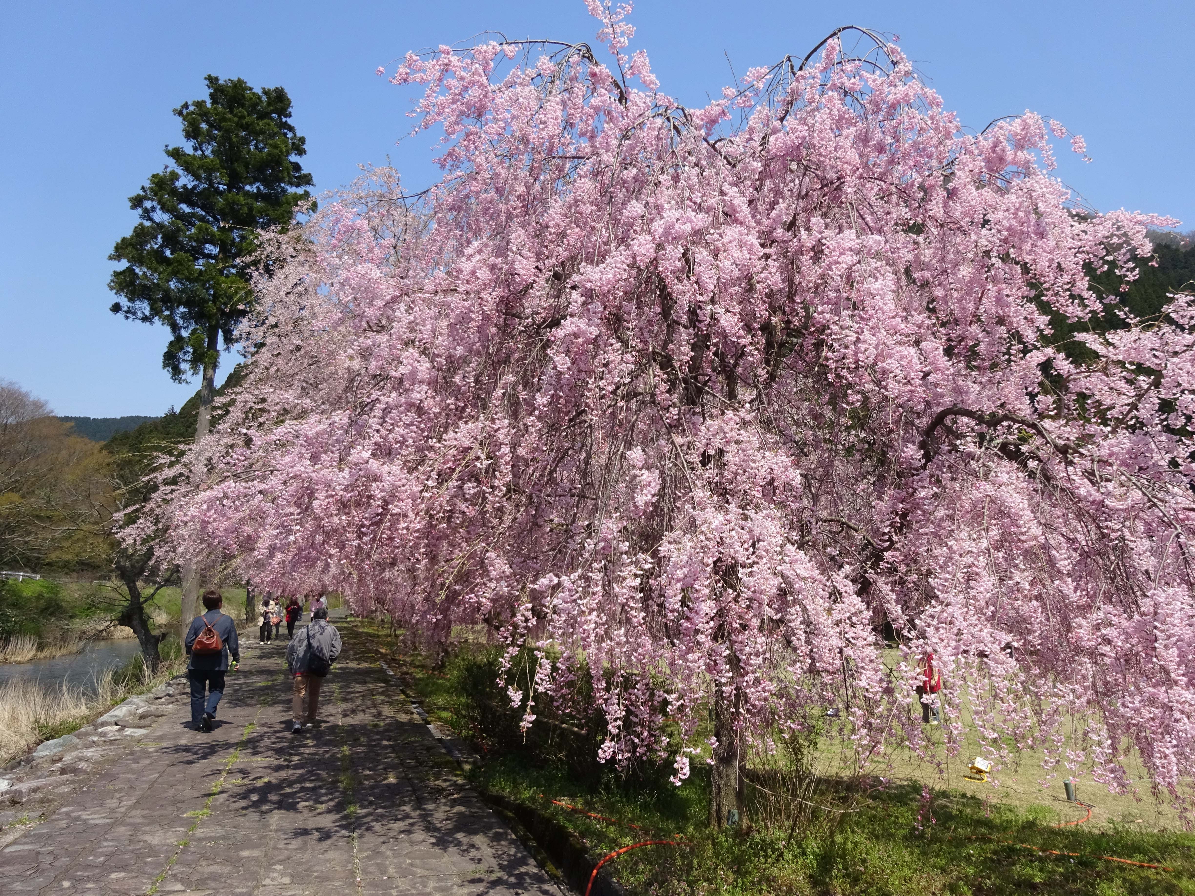 Weeping Cherry Blossom That Attract 70 000people Fukuitravel 