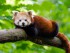 animal-branch-cute-145910